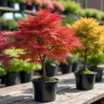 Commandez en ligne vos érables du Japon greffés chez notre pépinière experte